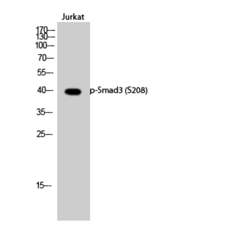Western Blot - Anti-Smad3 (phospho Ser208) Antibody (A1005) - Antibodies.com