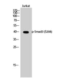 Western Blot - Anti-Smad3 (phospho Ser208) Antibody (A1005) - Antibodies.com