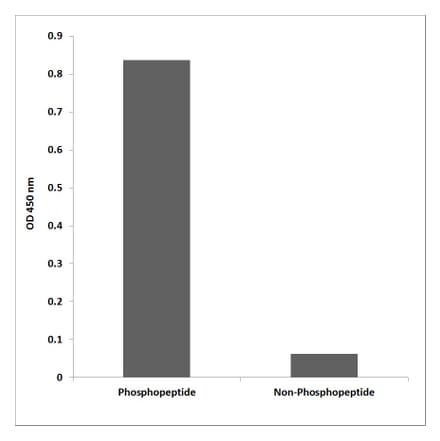 ELISA - Anti-Smad3 (phospho Ser208) Antibody (P12-1178) - Antibodies.com