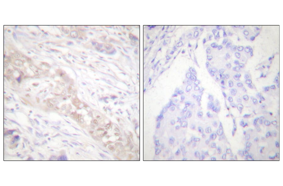 Immunohistochemistry - Anti-Smad2 (phospho Ser467) Antibody (A0030) - Antibodies.com