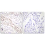 Immunohistochemistry - Anti-Smad2 (phospho Ser467) Antibody (A0030) - Antibodies.com