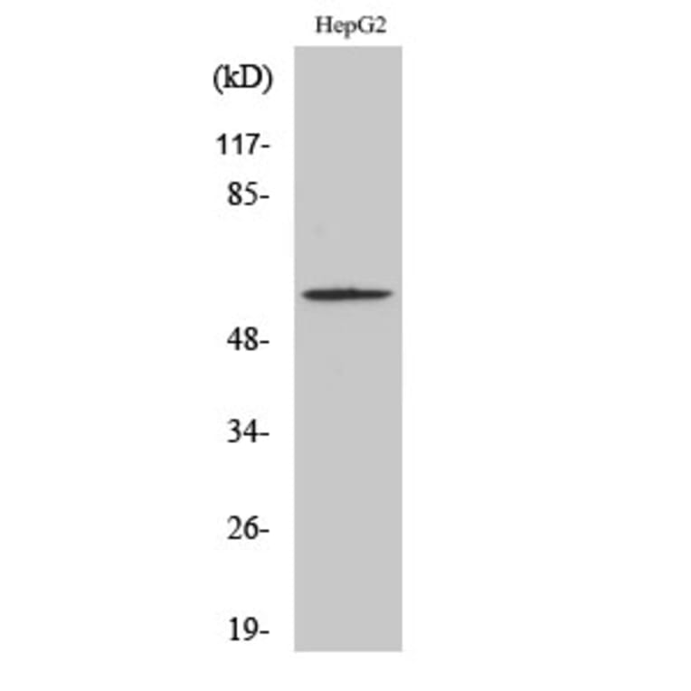 Western Blot - Anti-Smad2 (phospho Ser467) Antibody (A0030) - Antibodies.com