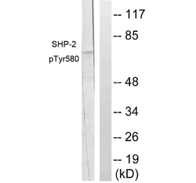 Western Blot - Anti-SHP-2 (phospho Tyr580) Antibody (A0028) - Antibodies.com