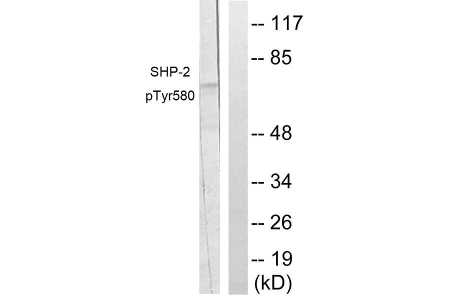 Western Blot - Anti-SHP-2 (phospho Tyr580) Antibody (A0028) - Antibodies.com