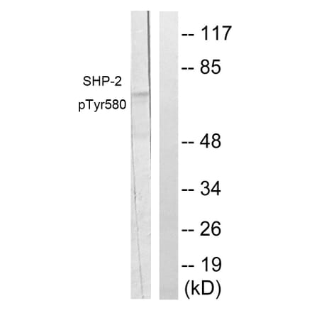 Western Blot - Anti-SHP-2 (phospho Tyr580) Antibody (A0028) - Antibodies.com