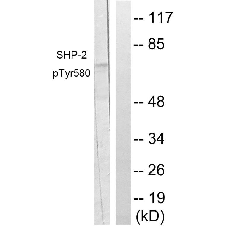Western Blot - Anti-SHP-2 (phospho Tyr580) Antibody (A0028) - Antibodies.com