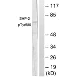Western Blot - Anti-SHP-2 (phospho Tyr580) Antibody (A0028) - Antibodies.com