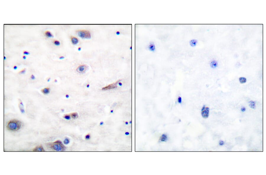 Immunohistochemistry - Anti-SHP-2 (phospho Tyr580) Antibody (A0028) - Antibodies.com