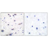 Immunohistochemistry - Anti-SHP-2 (phospho Tyr580) Antibody (A0028) - Antibodies.com