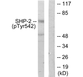 Western Blot - Anti-SHP-2 (phospho Tyr542) Antibody (A0027) - Antibodies.com