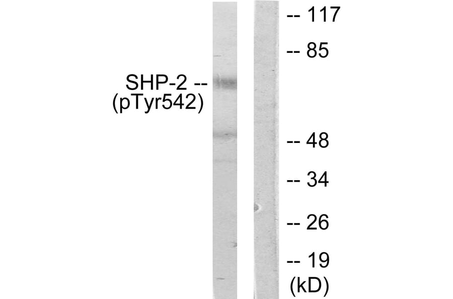Western Blot - Anti-SHP-2 (phospho Tyr542) Antibody (A0027) - Antibodies.com