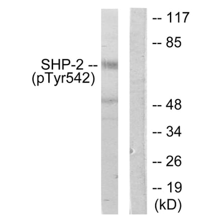 Western Blot - Anti-SHP-2 (phospho Tyr542) Antibody (A0027) - Antibodies.com