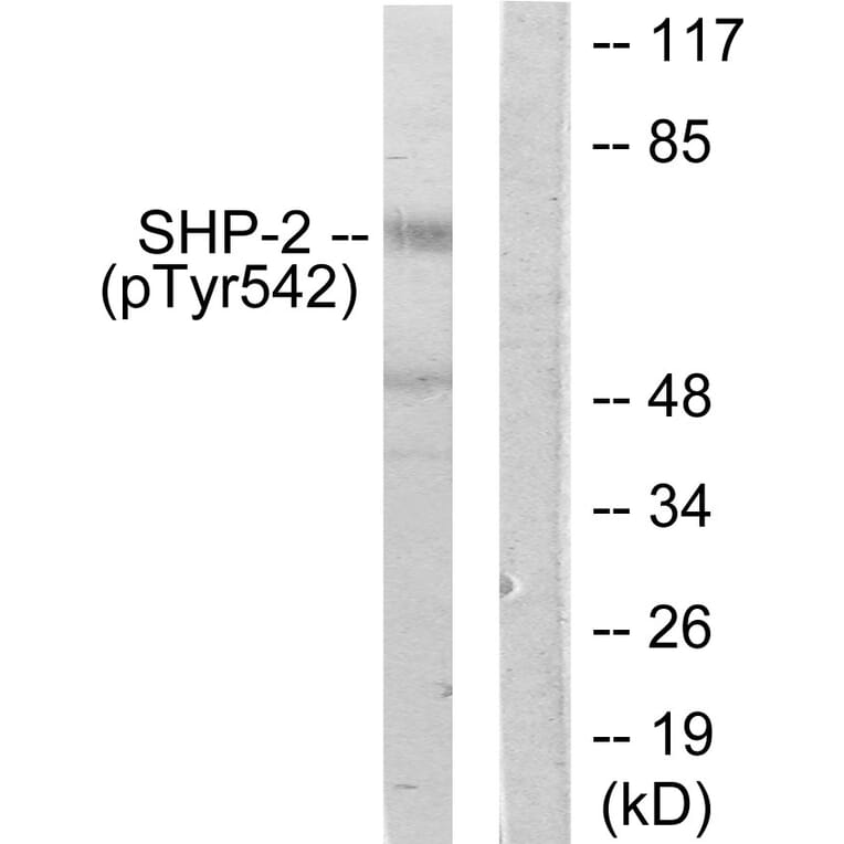 Western Blot - Anti-SHP-2 (phospho Tyr542) Antibody (A0027) - Antibodies.com