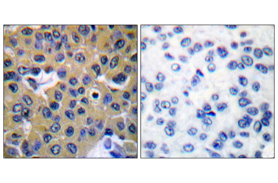 Immunohistochemistry - Anti-SHP-2 (phospho Tyr542) Antibody (A0027) - Antibodies.com
