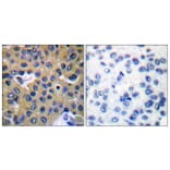 Immunohistochemistry - Anti-SHP-2 (phospho Tyr542) Antibody (A0027) - Antibodies.com