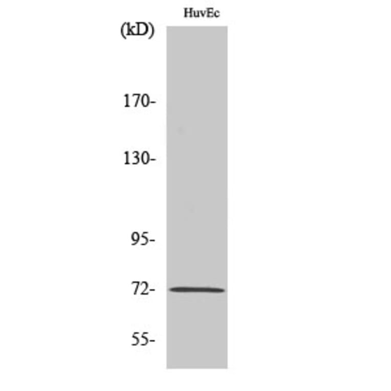 Western Blot - Anti-SHP-2 (phospho Tyr542) Antibody (A0027) - Antibodies.com