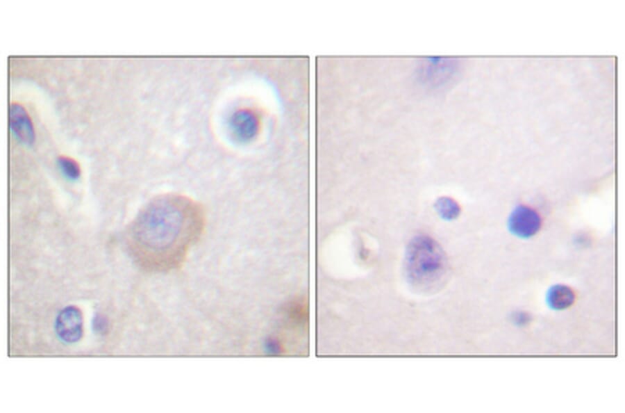 Immunohistochemistry - Anti-SHP-2 (phospho Tyr542) Antibody (A0027) - Antibodies.com