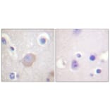 Immunohistochemistry - Anti-SHP-2 (phospho Tyr542) Antibody (A0027) - Antibodies.com