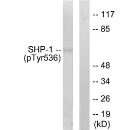 Western Blot - Anti-SHP-1 (phospho Tyr536) Antibody (A0026) - Antibodies.com