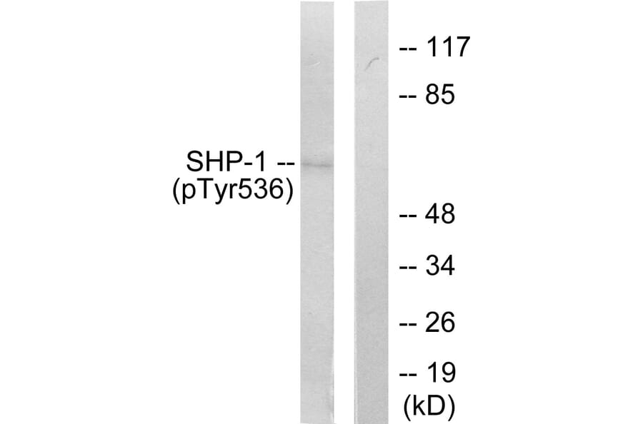 Western Blot - Anti-SHP-1 (phospho Tyr536) Antibody (A0026) - Antibodies.com