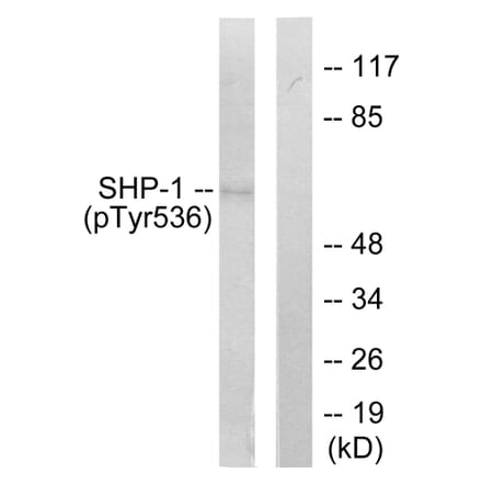 Western Blot - Anti-SHP-1 (phospho Tyr536) Antibody (A0026) - Antibodies.com