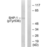 Western Blot - Anti-SHP-1 (phospho Tyr536) Antibody (A0026) - Antibodies.com