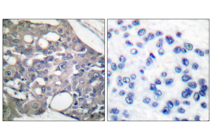 Immunohistochemistry - Anti-SHP-1 (phospho Tyr536) Antibody (A0026) - Antibodies.com