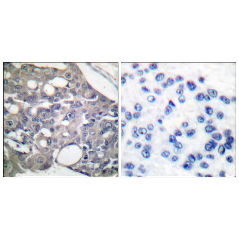 Immunohistochemistry - Anti-SHP-1 (phospho Tyr536) Antibody (A0026) - Antibodies.com