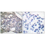 Immunohistochemistry - Anti-SHP-1 (phospho Tyr536) Antibody (A0026) - Antibodies.com