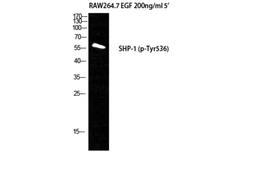 Western Blot - Anti-SHP-1 (phospho Tyr536) Antibody (A0026) - Antibodies.com