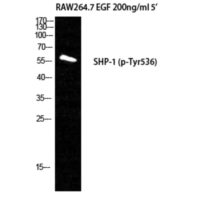 Western Blot - Anti-SHP-1 (phospho Tyr536) Antibody (A0026) - Antibodies.com