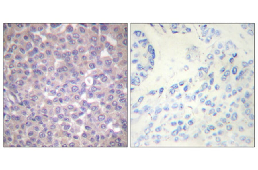 Immunohistochemistry - Anti-SHP-1 (phospho Tyr536) Antibody (A0026) - Antibodies.com