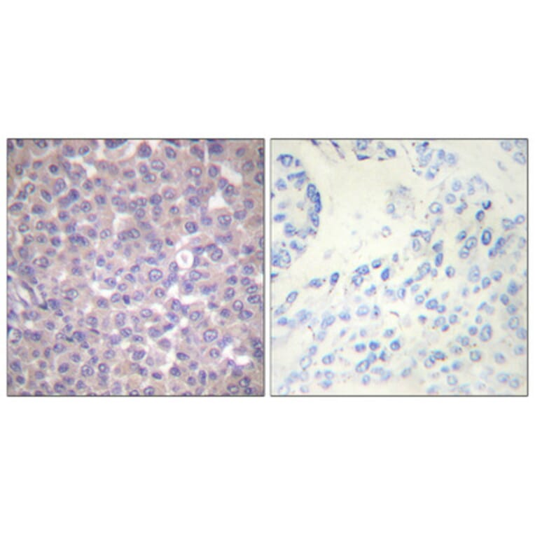 Immunohistochemistry - Anti-SHP-1 (phospho Tyr536) Antibody (A0026) - Antibodies.com