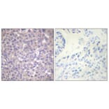 Immunohistochemistry - Anti-SHP-1 (phospho Tyr536) Antibody (A0026) - Antibodies.com