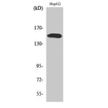 Western Blot - Anti-PLCG2 (phospho Tyr753) Antibody (A0081) - Antibodies.com