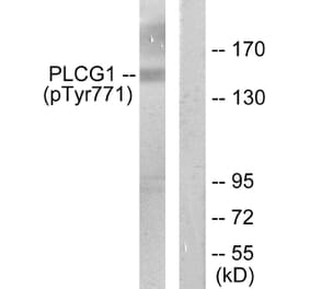 Western Blot - Anti-PLCG1 (phospho Tyr771) Antibody (A0079) - Antibodies.com