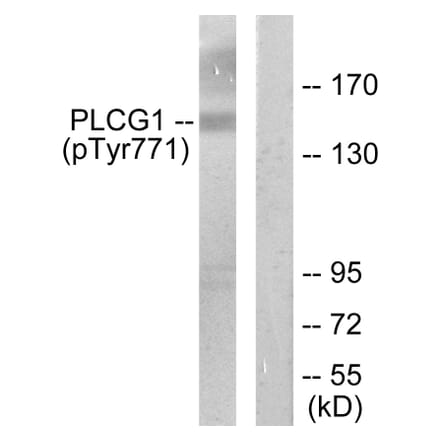 Western Blot - Anti-PLCG1 (phospho Tyr771) Antibody (A0079) - Antibodies.com