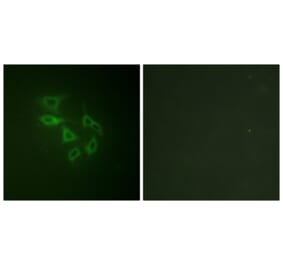 Immunofluorescence - Anti-PIP5K (phospho Ser307) Antibody (A1176) - Antibodies.com