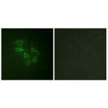 Immunofluorescence - Anti-PIP5K (phospho Ser307) Antibody (A1176) - Antibodies.com