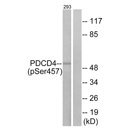 Western Blot - Anti-PDCD4 (phospho Ser457) Antibody (A1175) - Antibodies.com