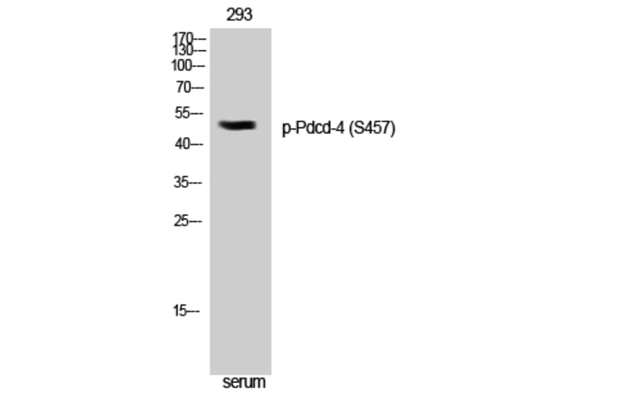Western Blot - Anti-PDCD4 (phospho Ser457) Antibody (A1175) - Antibodies.com