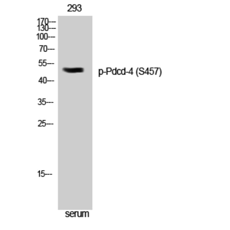 Western Blot - Anti-PDCD4 (phospho Ser457) Antibody (A1175) - Antibodies.com