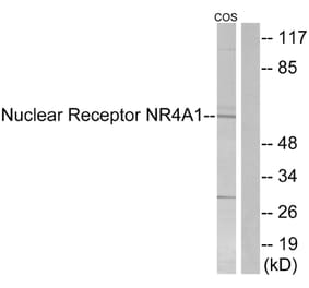 Western Blot - Anti-Nuclear Receptor NR4A1 Antibody (B1168) - Antibodies.com