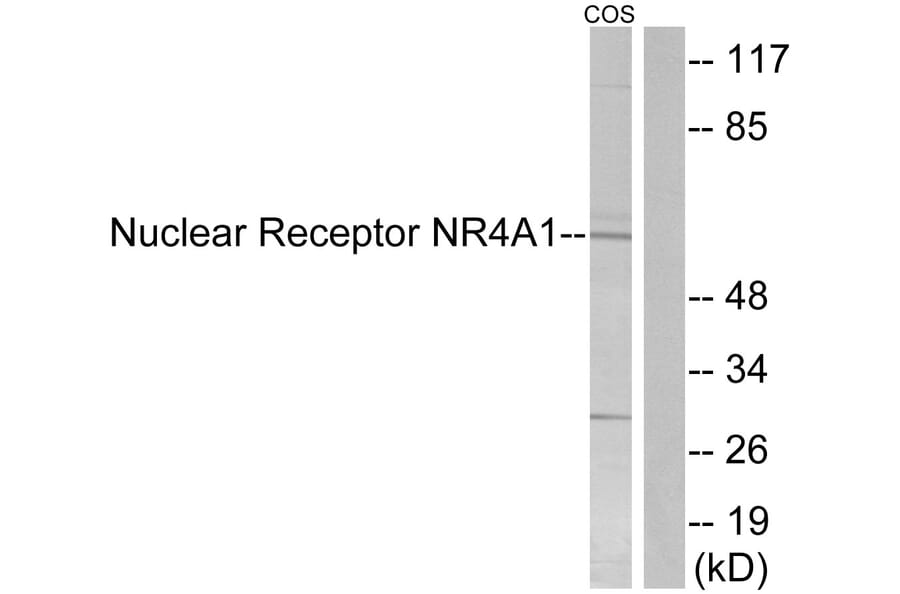 Western Blot - Anti-Nuclear Receptor NR4A1 Antibody (B1168) - Antibodies.com