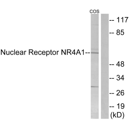 Western Blot - Anti-Nuclear Receptor NR4A1 Antibody (B1168) - Antibodies.com