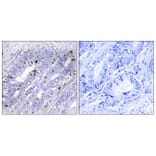 Immunohistochemistry - Anti-Nuclear Receptor NR4A1 Antibody (B1168) - Antibodies.com