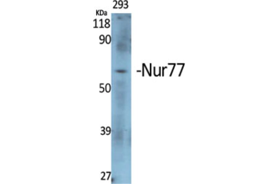 Western Blot - Anti-Nuclear Receptor NR4A1 Antibody (B1168) - Antibodies.com