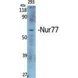 Western Blot - Anti-Nuclear Receptor NR4A1 Antibody (B1168) - Antibodies.com