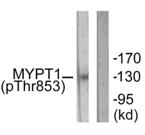 Western Blot - Anti-MYPT1 (phospho Thr853) Antibody (A0518) - Antibodies.com