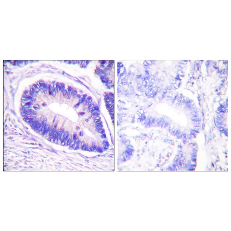 Immunohistochemistry - Anti-MYPT1 (phospho Thr853) Antibody (A0518) - Antibodies.com